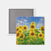 Aimant Champ de tournesols (Recto/Verso)