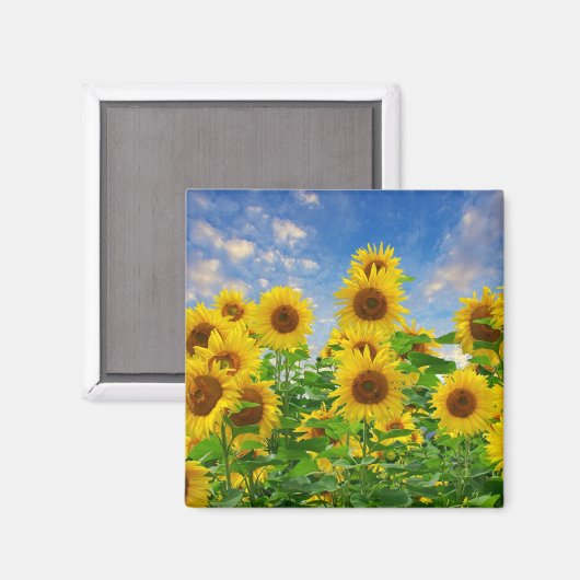 Aimant Champ de tournesols (Recto/Verso)