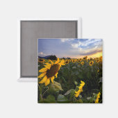 Aimant Champ de tournesols en fleurs (Recto/Verso)