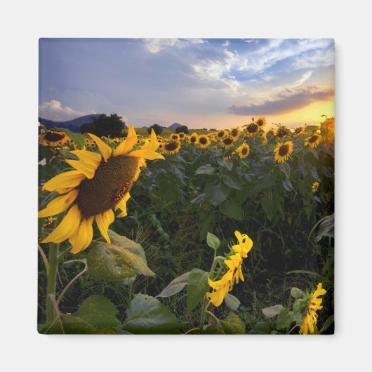 Aimant Champ de tournesols en fleurs (Devant)