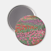 Aimant Champ De Tulipes (Recto/Verso)