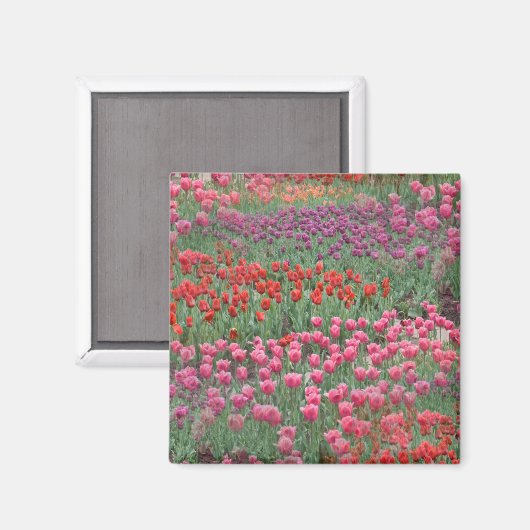 Aimant Champ De Tulipes (Recto/Verso)