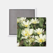 Aimant Champ de tulipes blanches Photo (Recto/Verso)