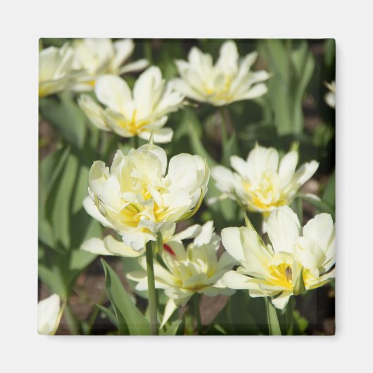 Aimant Champ de tulipes blanches Photo (Devant)