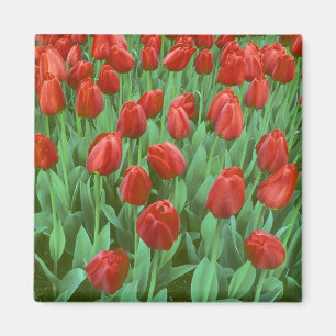 Aimant Champ de tulipes en fleurs au printemps.