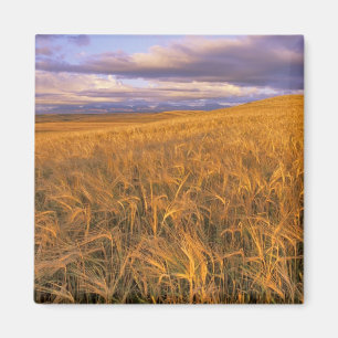 Aimant Champ d'orge en maturation le long des montagnes R