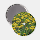 Aimant Champ jaune de pandelions dans le flux Pays-Bas (Recto/Verso)