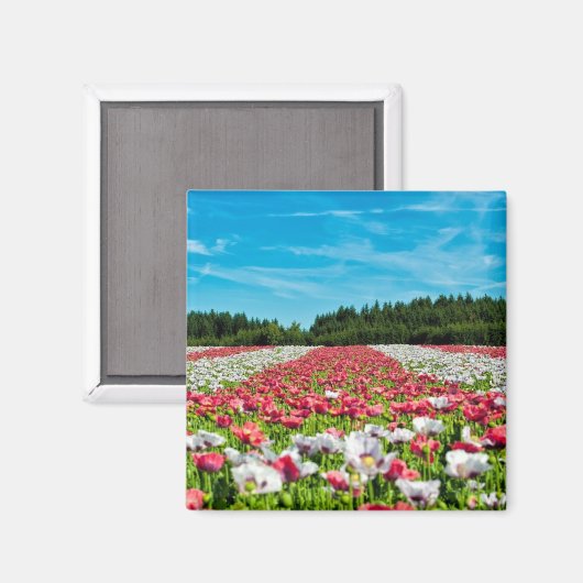 Aimant Champ rouge et blanc (Recto/Verso)