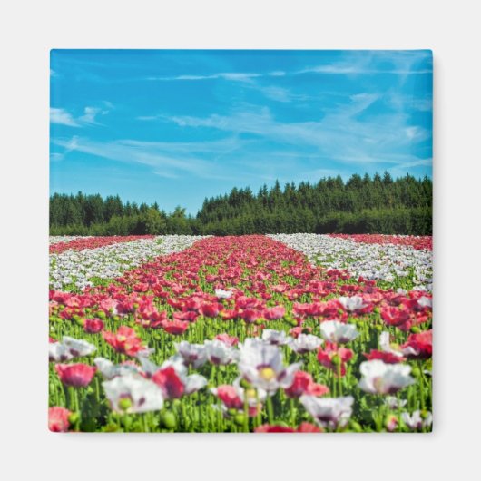 Aimant Champ rouge et blanc (Devant)