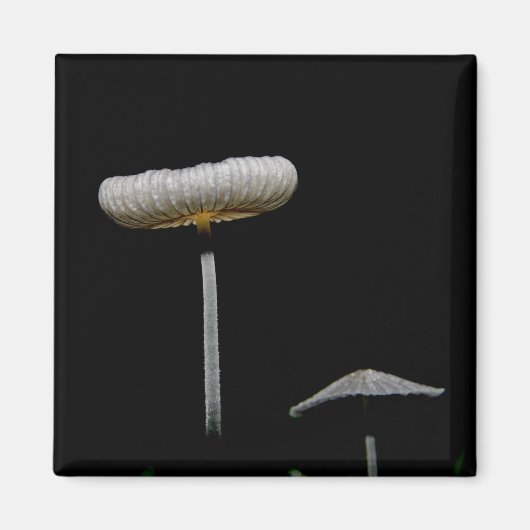 Aimant Champignons (Devant)