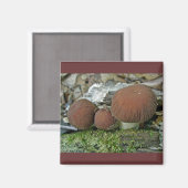 Aimant Champignons des bois Coordonner les éléments (Recto/Verso)