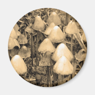 Aimant Champignons en Sepia