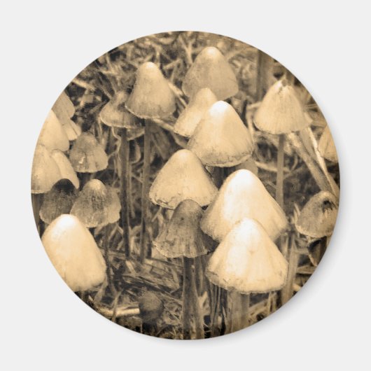 Aimant Champignons en Sepia (Devant)