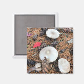 Aimant Champignons et cônes de pin (Recto/Verso)