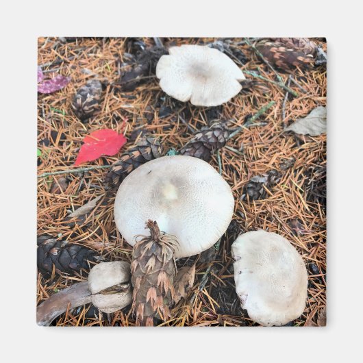 Aimant Champignons et cônes de pin (Devant)