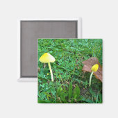 Aimant Champignons jaunes minuscules (Recto/Verso)