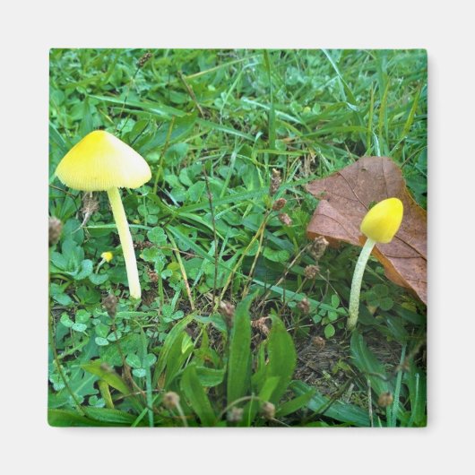 Aimant Champignons jaunes minuscules (Devant)