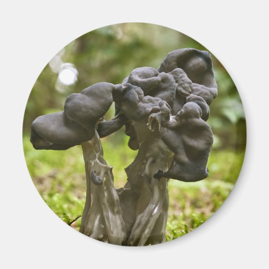 Aimant Champignons mystiques (Devant)