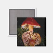Aimant Champignons Scarlet Waxcap (Recto/Verso)