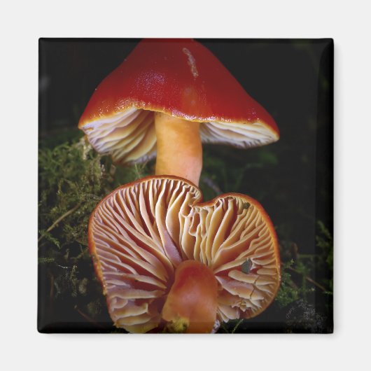 Aimant Champignons Scarlet Waxcap (Devant)