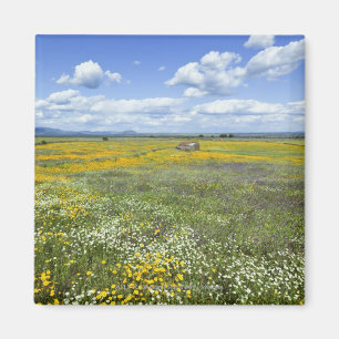 Aimant Champs dans le printemps près de Guadalupe