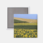 Aimant Champs de tournesol, Toscane, Italie (Recto/Verso)