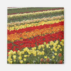 Aimant Champs de tulipes, près de Tapanui, Ouest Otago, S
