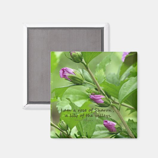 Aimant Chanson de Salomon 2:1 (Recto/Verso)