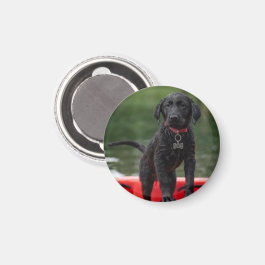 Aimant Chapa o imán con imagen de perro. (Recto/Verso)