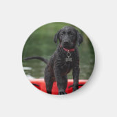 Aimant Chapa o imán con imagen de perro. (Devant)