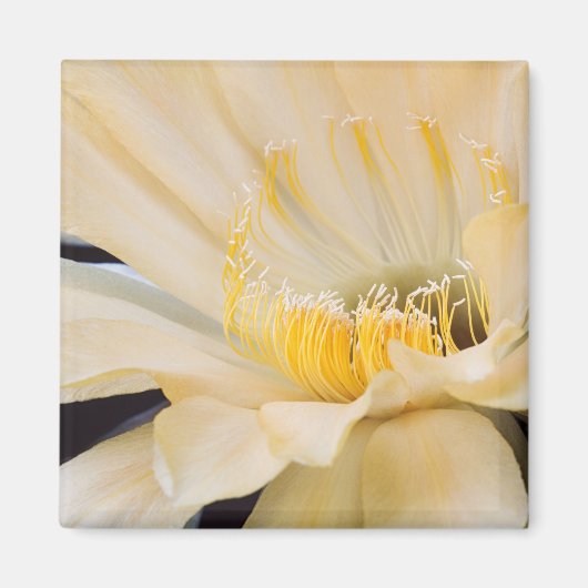 Aimant Charlemagne Echinopsis en fleurs (Devant)