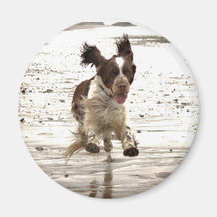 Aimant Charlie Le Springer !