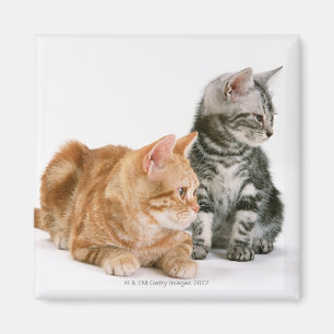 Aimant Chat 2 de Shorthair d'Américain