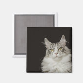 Aimant Chat à capuchon de Maine adulte (Recto/Verso)