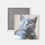Aimant Chat à courte air britannique gris (Recto/Verso)