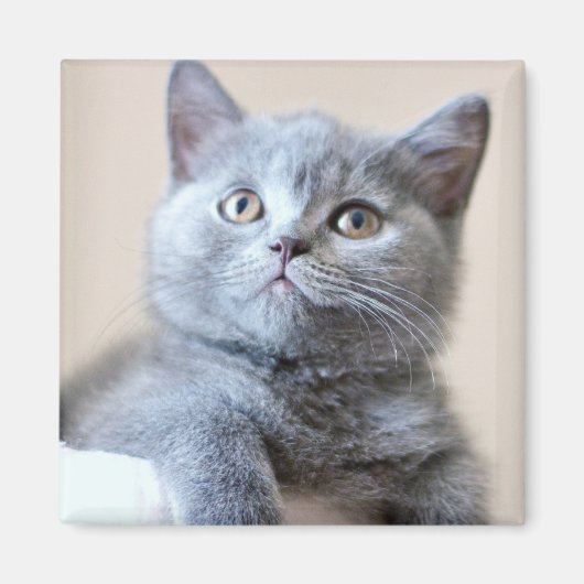 Aimant Chat à courte air britannique gris (Devant)