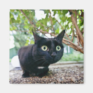 Aimant chat alerté se cachant sous le buisson