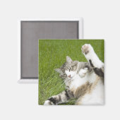 Aimant Chat allongé sur l'herbe, gros plan (Recto/Verso)