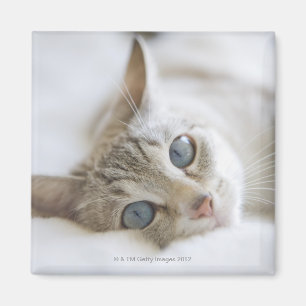 Aimant Chat assez blanc avec des yeux bleus s'étendant