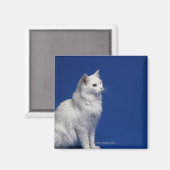 Aimant Chat assis contre l'arrière - plan bleu (Recto/Verso)