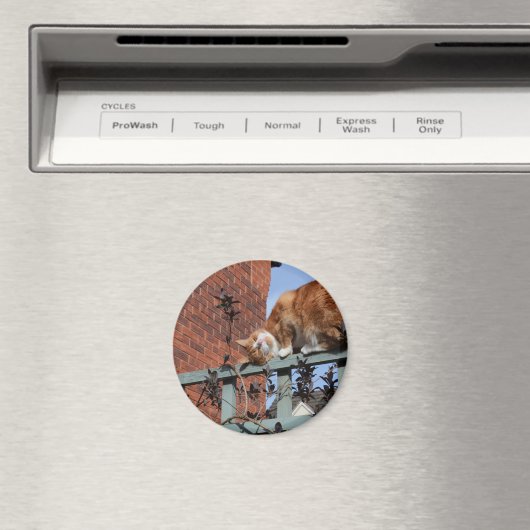 Aimant Chat au gingembre (In Situ (Lave-vaisselle))