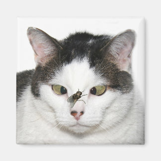 Aimant Chat aux yeux croisés et mouche