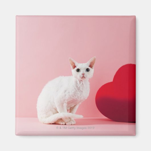 Aimant Chat aux yeux impétueux (Devant)