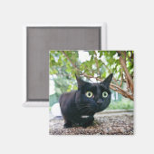 Aimant chat averti se cachant sous bush. (Recto/Verso)