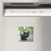 Aimant chat averti se cachant sous bush. (In Situ (Lave-vaisselle))