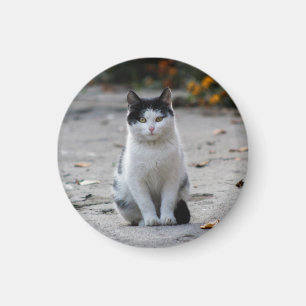 Aimant Chat, Blanc, Animaux