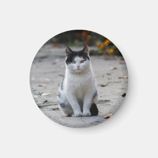 Aimant Chat, Blanc, Animaux (Devant)