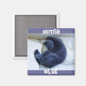 AIMANT CHAT BLEU BRITANNIQUE (Recto/Verso)