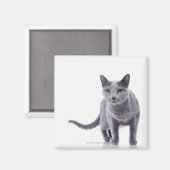Aimant Chat bleu russe (Recto/Verso)