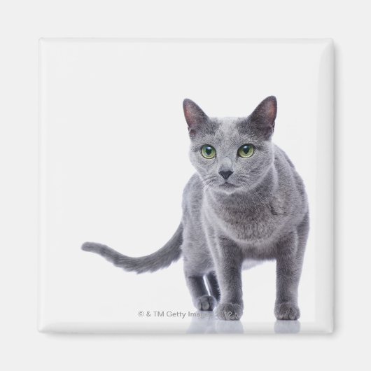 Aimant Chat bleu russe (Devant)